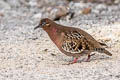 Galapagos Dove Zenaida galapagoensis galapagoensis