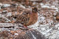 Galapagos Dove Zenaida galapagoensis galapagoensis