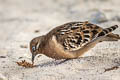 Galapagos Dove Zenaida galapagoensis galapagoensis