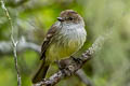 Galapagos Flycatcher Myiarchus magnirostris