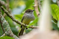 Galapagos Flycatcher Myiarchus magnirostris