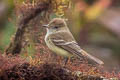 Galapagos Flycatcher Myiarchus magnirostris