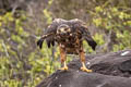 Galapagos Hawk Buteo galapagoensis