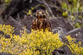 Galapagos Hawk Buteo galapagoensis