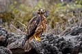 Galapagos Hawk Buteo galapagoensis