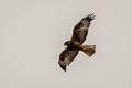 Galapagos Hawk Buteo galapagoensis