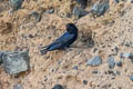 Galapagos Martin Progne modesta