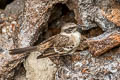 Galapagos Mockingbird Mimus parvulus bauri 