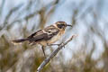 Galapagos Mockingbird Mimus parvulus bauri 