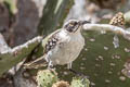 Galapagos Mockingbird Mimus parvulus bauri 