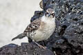 Galapagos Mockingbird Mimus parvulus barringtoni 