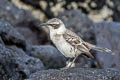 Galapagos Mockingbird Mimus parvulus barringtoni 