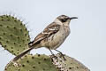 Galapagos Mockingbird Mimus parvulus barringtoni 