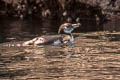 Galapagos Penguin Spheniscus mendiculus