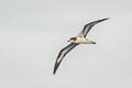 Galapagos Petrel Pterodroma phaeopygia