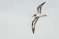 Galapagos Petrel Pterodroma phaeopygia