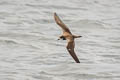 Galapagos Petrel Pterodroma phaeopygia