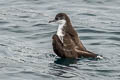 Galapagos Shearwater Puffinus subalaris