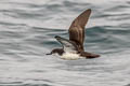 Galapagos Shearwater Puffinus subalaris