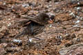 Genovesa Cactus Finch Geospiza propinqua