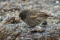 Genovesa Ground Finch Geospiza acutirostris