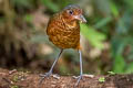 Giant Antpitta Grallaria gigantea hylodroma