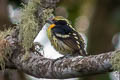 Gilded Barbet Capito auratus punctatus 