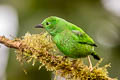 Glistening-green Tanager Chlorochrysa phoenicotis