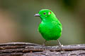 Glistening-green Tanager Chlorochrysa phoenicotis