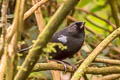 Glossy Flowerpiercer Diglossa lafresnayii