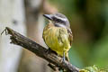 Golden-bellied Flycatcher Myiodynastes hemichrysus minor