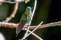 Golden-breasted Puffleg Eriocnemis mosquera