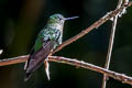 Golden-breasted Puffleg Eriocnemis mosquera