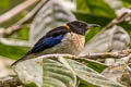 Golden-collared Honeycreeper Iridophanes pulcherrimus aureinucha