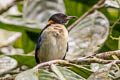 Golden-collared Honeycreeper Iridophanes pulcherrimus aureinucha