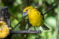 Golden Grosbeak Pheucticus chrysogaster chrysogaster