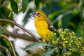 Golden Grosbeak Pheucticus chrysogaster chrysogaster