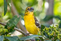 Golden Grosbeak Pheucticus chrysogaster chrysogaster