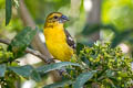 Golden Grosbeak Pheucticus chrysogaster chrysogaster