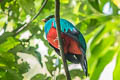 Golden-headed Quetzal Pharomachrus auriceps auriceps