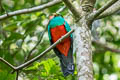 Golden-headed Quetzal Pharomachrus auriceps auriceps