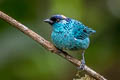 Golden-naped Tanager Chalcothraupis ruficervix leucotis