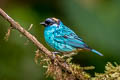 Golden-naped Tanager Chalcothraupis ruficervix leucotis