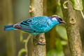 Golden-naped Tanager Chalcothraupis ruficervix leucotis