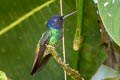 Golden-tailed Sapphire Chrysuronia oenone oenone