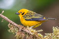 Golden Tanager Tangara arthus arthus