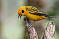 Golden Tanager Tangara arthus arthus