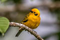 Golden Tanager Tangara arthus arthus