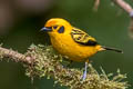 Golden Tanager Tangara arthus arthus