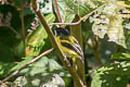 Golden-winged Tody-Flycatcher Poecilotriccus calopterus